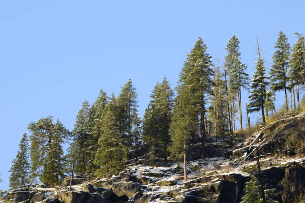 высокие вечнозеленые на большой скал�истой горе - tree leavenworth snow sky стоковые фото и изображения