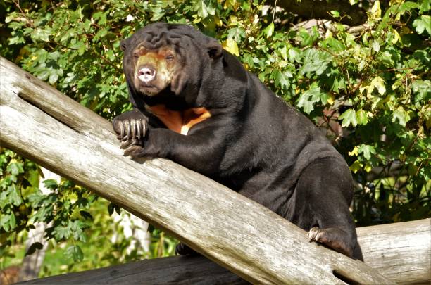 istock Animals in Captivity - Sun Bear 1284984238
