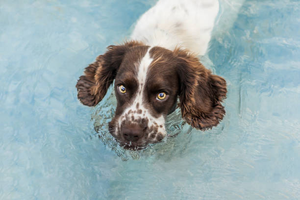 english springer spaniel swimming in a pool to cool down in the summer - springer spaniel dog pets animal imagens e fotografias de stock