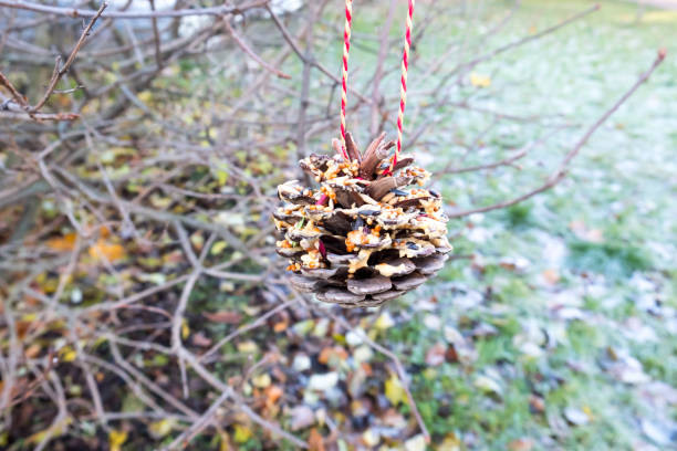 Pine cone bird feeder hung in a tree stock photo