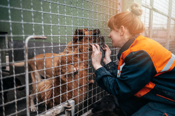 istock Young woman in animal shelter 1284987656