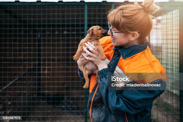 Young Woman In Animal Shelter Stock Photo - Download Image Now - Volunteer, Animal Shelter, Animal