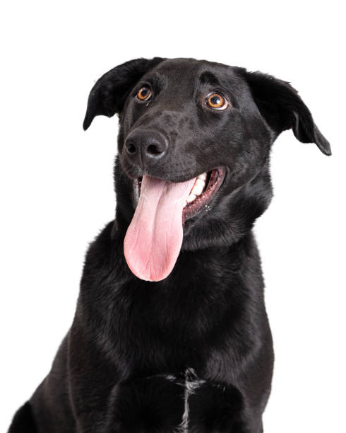 istock Cute black lab panting tongue isolated white background 1284988692