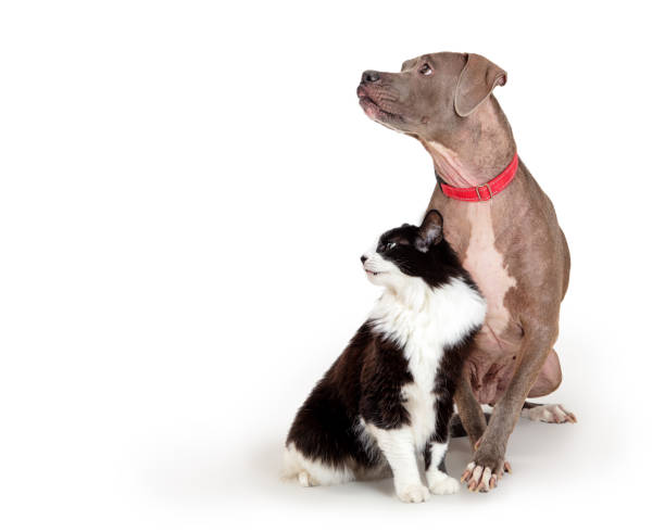 Cat and Dog Sitting Together Looking Side With Attention stock photo
