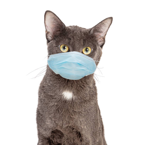 istock Pet Cat Wearing Protective Surgical Face Mask 1284988781