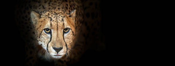 istock Closeup Cheetah on Black Web Banner 1284988786