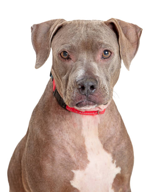 istock Closeup Blue Staffordshire Terrier Dog 1284988799