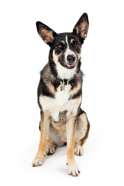 istock Attentive listening mixed shepherd dog sitting isolated 1284988823