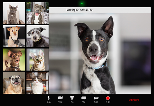 Funny dog holding conference call over internet with pet coworkers on video chat