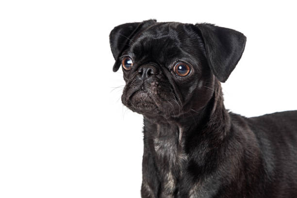 istock Closeup black pug dog isolated 1284988847