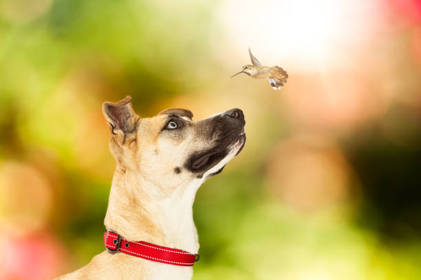 Closeup of cute dog looking at hovering hummingbird with colorful blurred bokeh spring foliage background