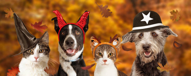 Halloween Dogs and Cats Autumn Web Banner Row of dogs and cats wearing Halloween costumes over an autumn golden color background web banner dog in halloween hat of witch stock pictures, royalty-free photos & images