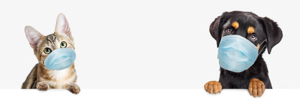 Cute kitten and puppy dog together wearing surgical face masks and hanging their paws over blank web banner or social media header
