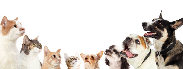 istock Cats and Dogs on Opposite Sides of Web Banner 1284989037