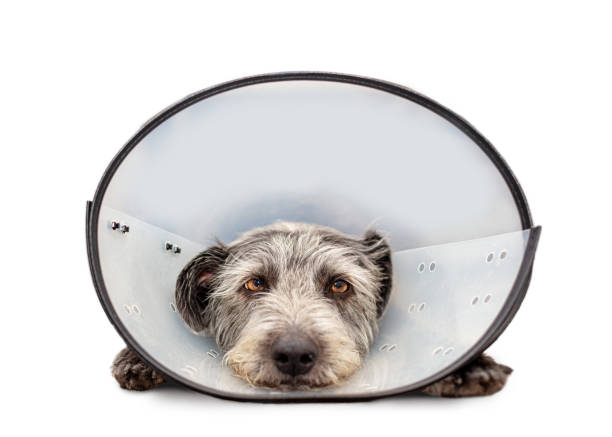 Sad Injured Dog Wearing Cone on White Sad injured dog wearing a protective veterinary cone around neck to protect an injury while laying in studio on white background cone shape photos stock pictures, royalty-free photos & images