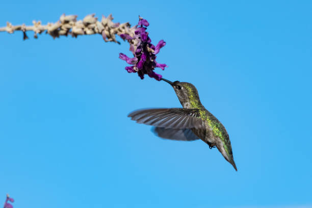 Hummingbird Drinking from Hummingbird Feeder