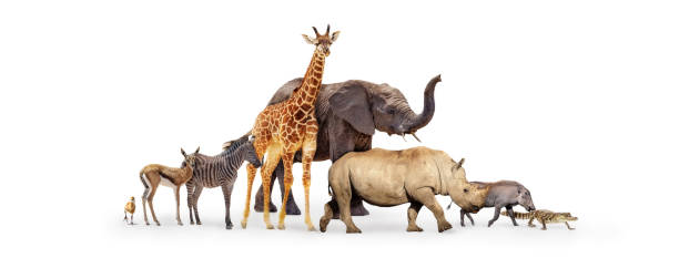 istock Baby Zoo Animals Walking Together Over White 1284989795