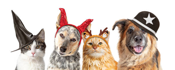 istock Halloweeen Dogs and Cats - Closeup White Web Banner 1284989858