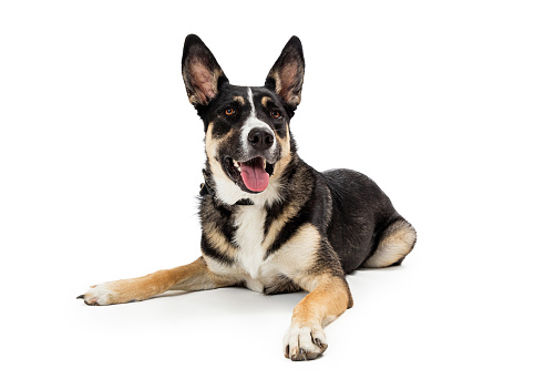 Large mixed breed shepherd dog lays in studio calmly listening and attentive isolated against white studio background