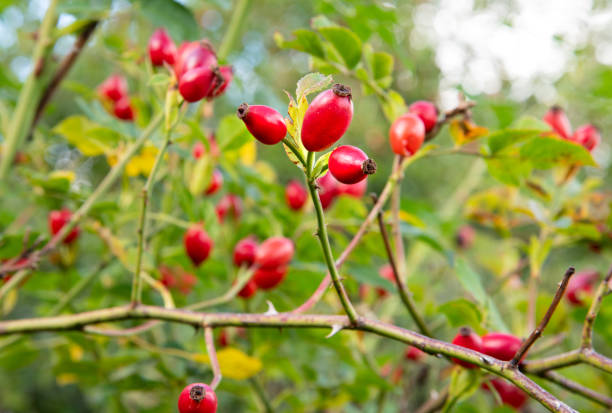 red rose hips on the shrub Hunds-Rose rose hip stock pictures, royalty-free photos & images