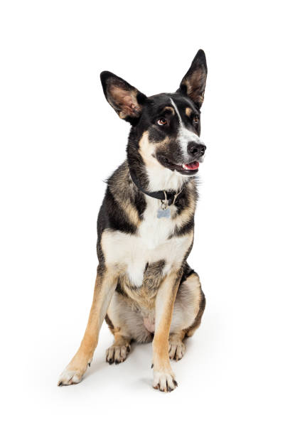 istock Attentive mixed breed shepherd dog sitting isolated 1284990174