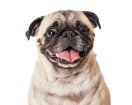 Head and shoulder studio shot of a curious, attentive pug panting with tongue out against white background
