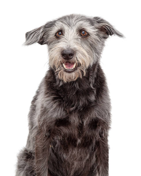 istock Closeup Happy Smiling Shaggy Terrier Dog 1284990889