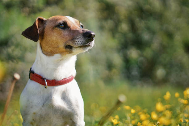 istock Dog portrait in green background 1284991100