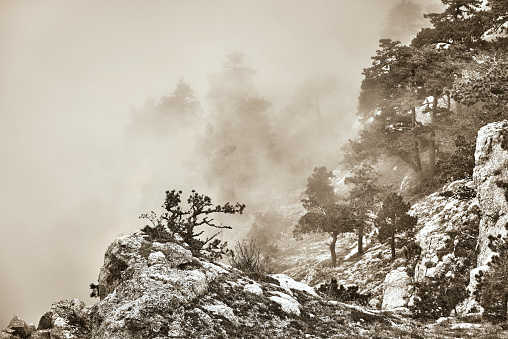 Misty pine trees in fog, mountain slope, Crimea