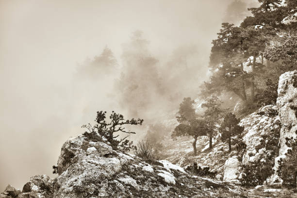 pinheiros nebulosos em neblina, encosta da montanha - mist rock winter autumn - fotografias e filmes do acervo