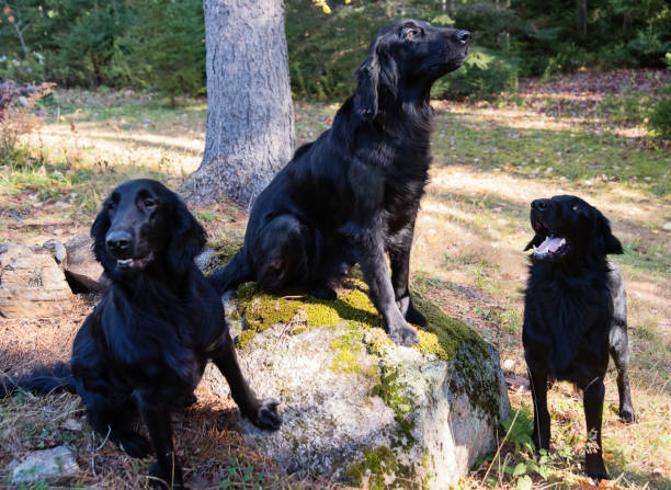 istock Three purebred flat-coated retrievers of the same family. 1284993791
