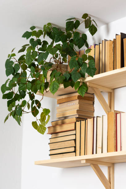istock Indoor flowers on the bookshelves 1284993945