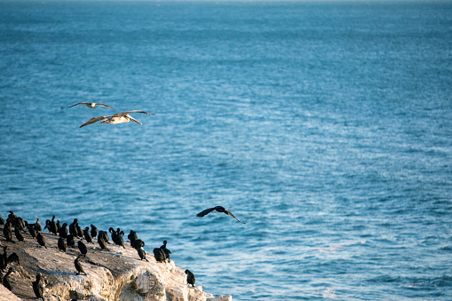 California Ocean Scenes seabirds flying Shot taken in Shell Beach California. San Luis Obispo county late afternoon
