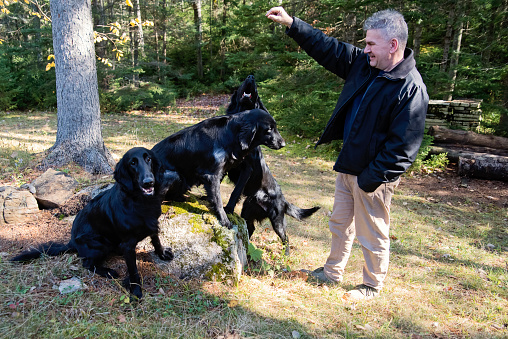 Mature man with purebred flat-coated retrievers. They are all from the same family, three generations of dogs, oldest one is 12 year’s old, youngest is two. Horizontal full length outdoors shot with copy space.