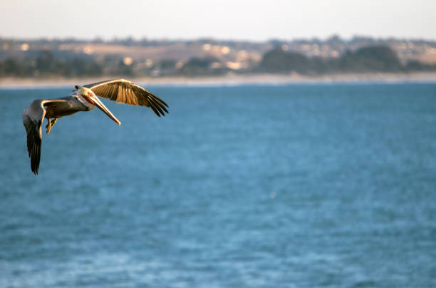 California Ocean Scenes Pelican in flight Shot taken in Shell Beach California. San Luis Obispo county late afternoon