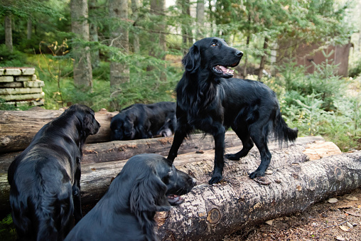Purebred flat-coated retrievers. They are all from the same family, three generations of dogs, oldest one is 12 year’s old, youngest is two. Horizontal full length outdoors shot with copy space. No people.