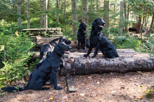 istock Four purebred flat-coated retrievers of the same family. 1284994757