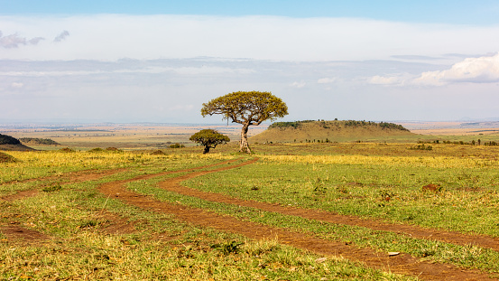 Dirt road path winding down open field in Kenya Africa leading to a single acacia tree