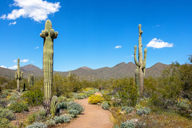 scottsdale arizona desert trail en mcdowell mountains - cactus blooming southwest usa flower head fotografías e imágenes de stock