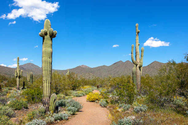 sentiero del deserto di scottsdale arizona sulle mcdowell - brittlebush foto e immagini stock