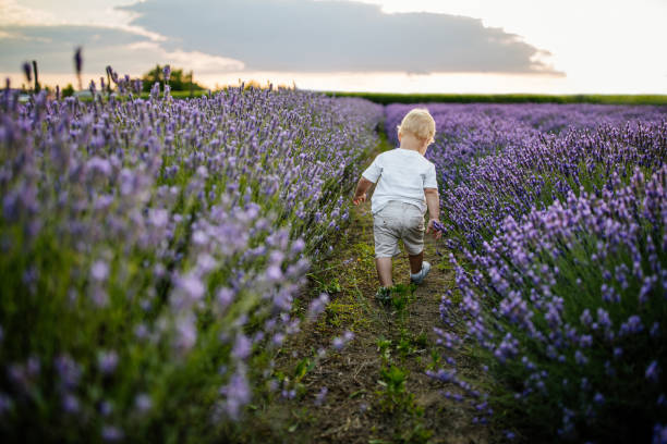 istock Walk through the lavender field 1284995442