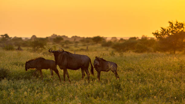 사바나 오렌지 모닝 라이트 와 세 야생 - kruger national park sunrise south africa africa 뉴스 사진 이미지