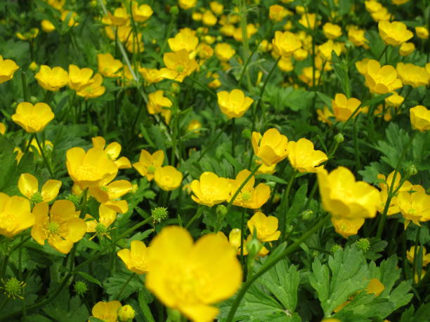 istock Bright Yellow Buttercup Ranunculus bulbosus Flowers in Bloom 2020 1284995473