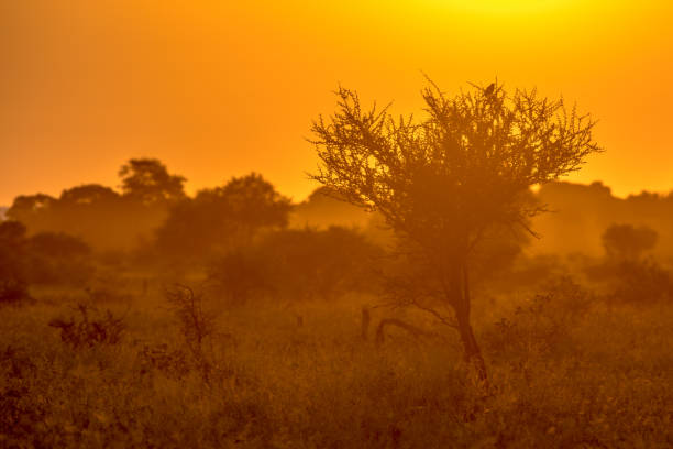 istock Orange morning light on S100 Kruger 1284995485