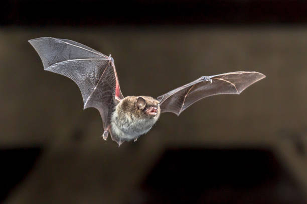 Flying Daubentons bat Daubentons bat (Myotis daubentonii) flying on attic of house echolocation photos stock pictures, royalty-free photos & images