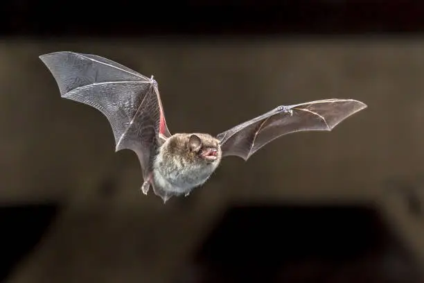 Photo of Flying Daubentons bat