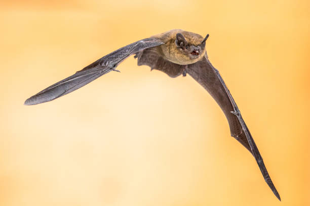 istock Flying Pipistrelle bat on brown background 1284995526