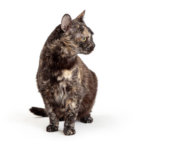 istock Tortie cat black and buff color looking side 1284995583