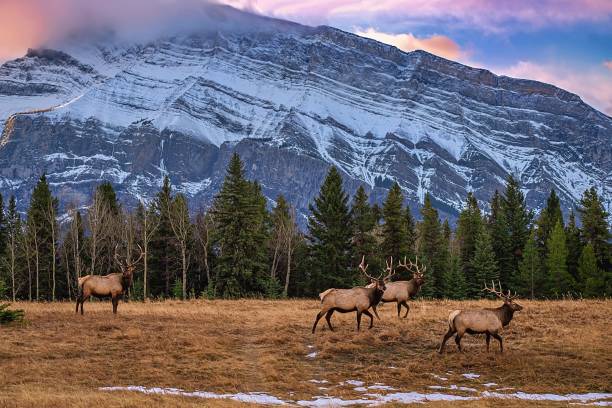 istock Herd Of Elk In The Mountains 1284995690