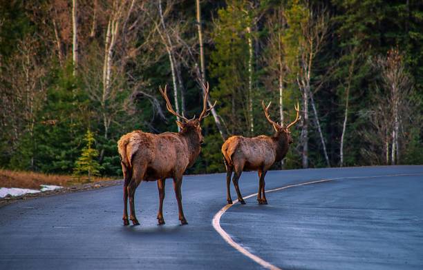 istock Elk Crossing The Road In Banff 1284995694